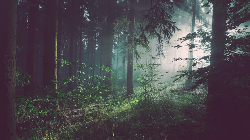 Nature Documentary